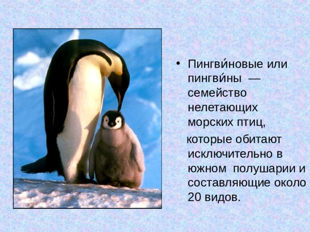 Пингви́новые или пингви́ны  — семейство нелетающих морских птиц,   которые обитают исключительно в южном полушарии и составляющие около 20 видов. 