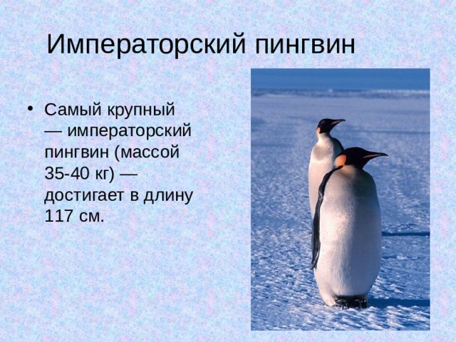 Императорский пингвин Самый крупный — императорский пингвин (массой 35-40 кг) — достигает в длину 117 см. 