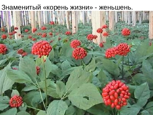 Знаменитый «корень жизни» - женьшень.