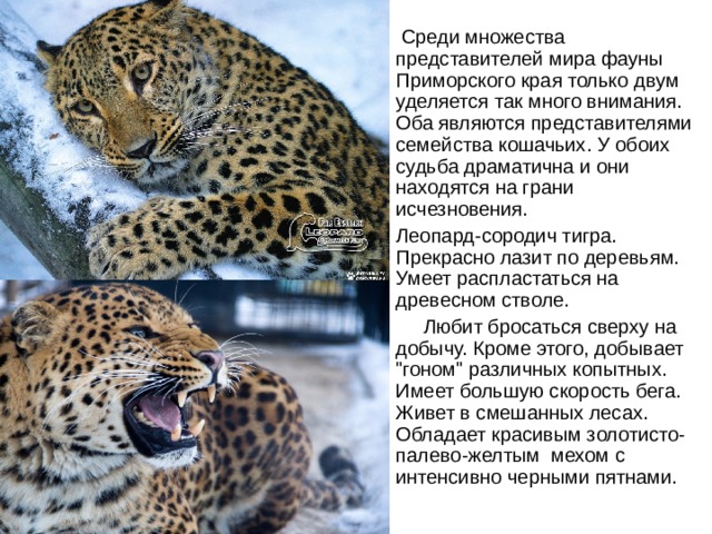 Среди множества представителей мира фауны Приморского края только двум уделяется так много внимания. Оба являются представителями семейства кошачьих. У обоих судьба драматична и они находятся на грани исчезновения. Леопард-сородич тигра. Прекрасно лазит по деревьям. Умеет распластаться на древесном стволе.  Любит бросаться сверху на добычу. Кроме этого, добывает 