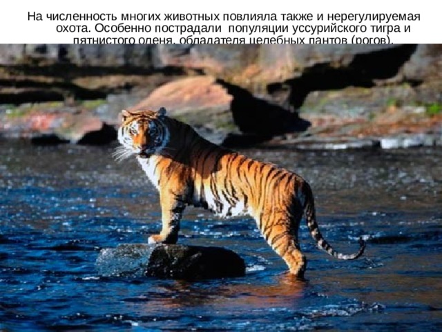На численность многих животных повлияла также и нерегулируемая охота. Особенно пострадали популяции уссурийского тигра и пятнистого оленя, обладателя целебных пантов (рогов).
