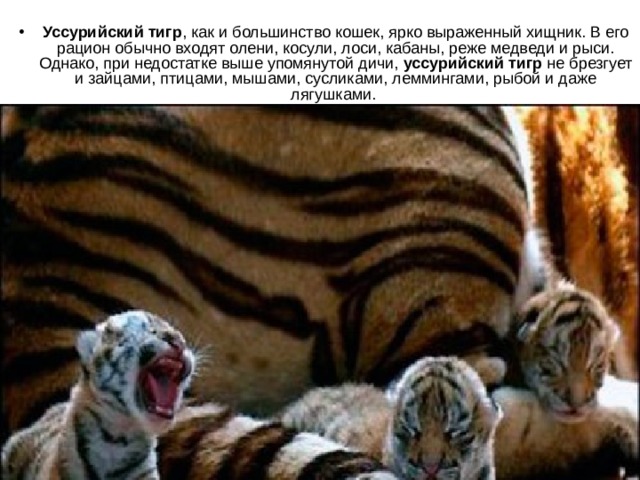 Уссурийский тигр , как и большинство кошек, ярко выраженный хищник. В его рацион обычно входят олени, косули, лоси, кабаны, реже медведи и рыси. Однако, при недостатке выше упомянутой дичи, уссурийский тигр не брезгует и зайцами, птицами, мышами, сусликами, леммингами, рыбой и даже лягушками.