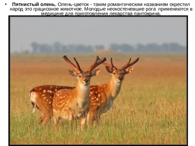 Пятнистый олень. Олень-цветок - таким романтическим названием окрестил народ это грациозное животное. Молодые неокостеневшие рога применяются в медицине для приготовления лекарства пантокрина.