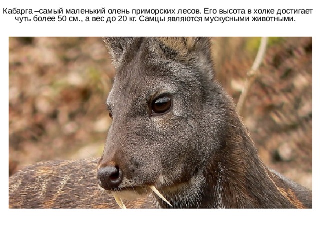 Кабарга –самый маленький олень приморских лесов. Его высота в холке достигает чуть более 50 см., а вес до 20 кг. Самцы являются мускусными животными.