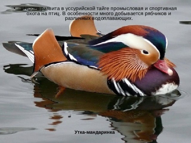 Широко развита в уссурийской тайге промысловая и спортивная охота на птиц. В особенности много добывается рябчиков и различных водоплавающих.