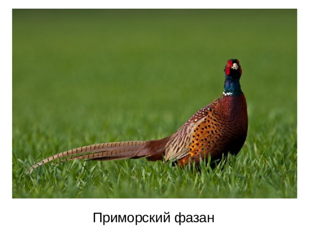 Приморский фазан
