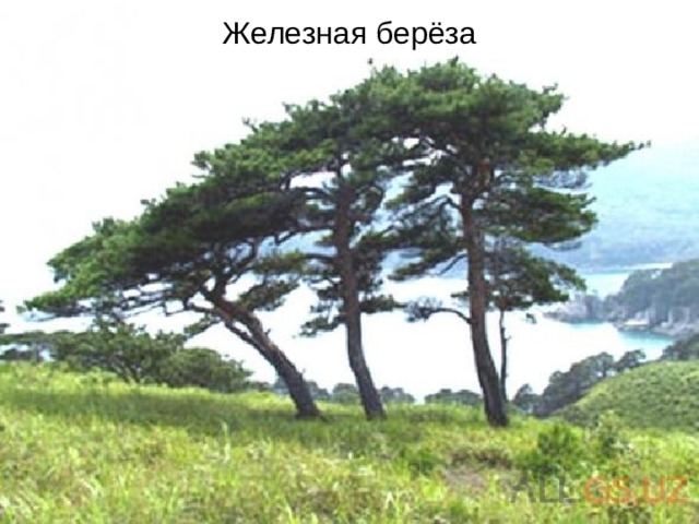 Железная берёза