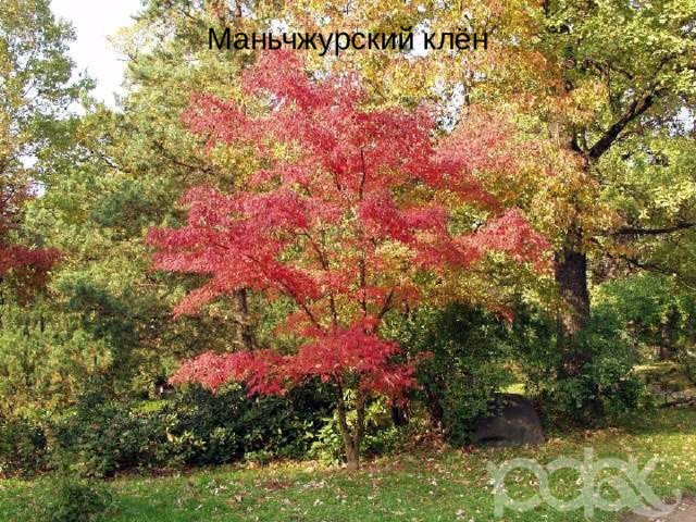 Маньчжурский клён