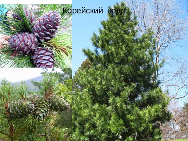 Корейский кедр