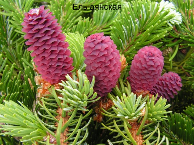 Ель аянская