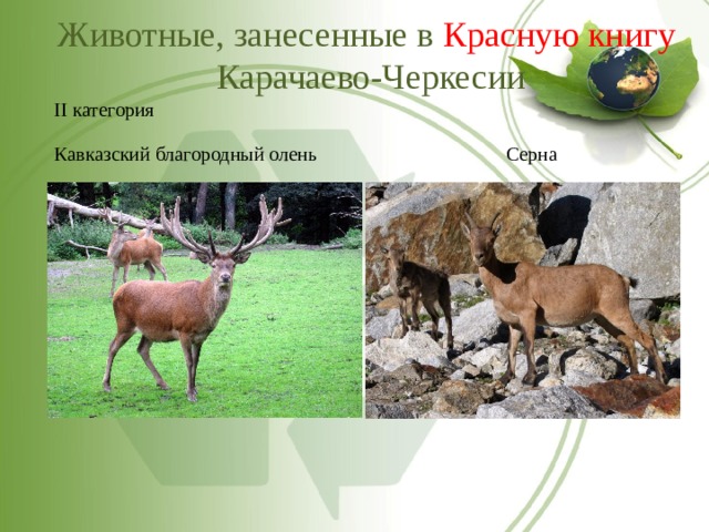 Красная книга кбр растения и животные фото с описанием для детей