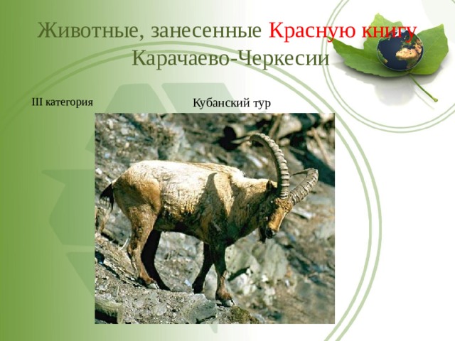 Животные красной книги кбр картинки