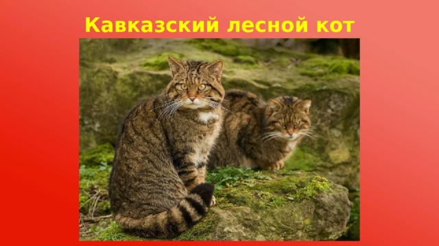Лесной кот описание