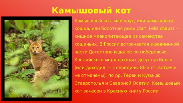 Презентация " Моё родное Ставрополье"