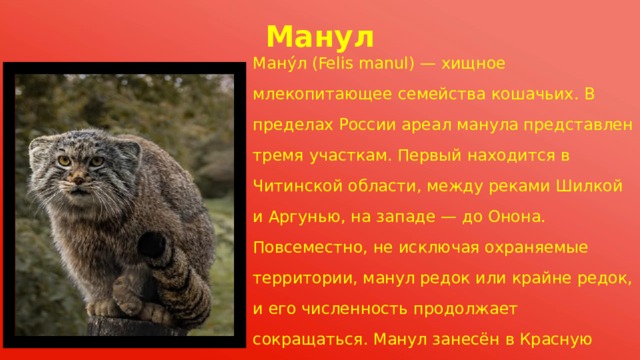 Презентация про манула из красной книги