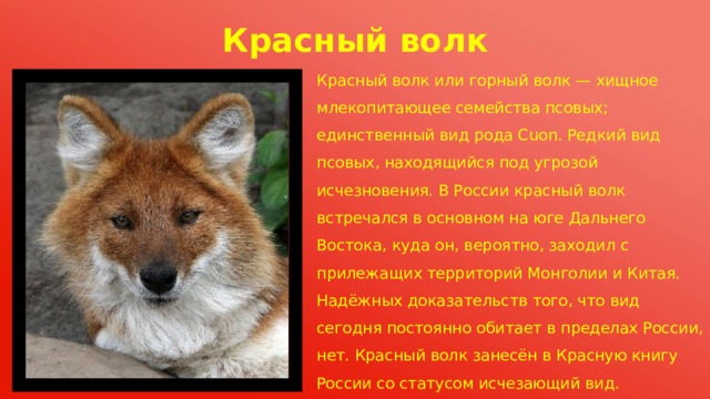 Презентация Животные Красной книги России. Хищные.