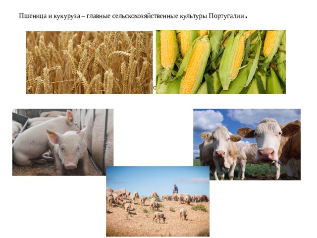 Пшеница и кукуруза – главные сельскохозяйственные культуры Португалии . Развито животноводство, овцеводство и свиноводство .