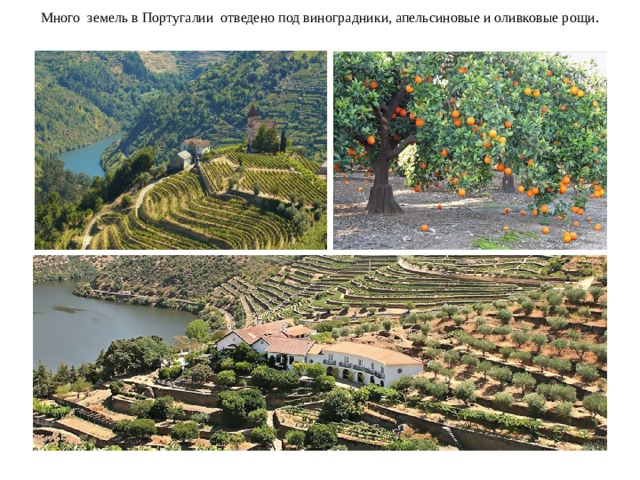 Много земель в Португалии отведено под виноградники, апельсиновые и оливковые рощи .