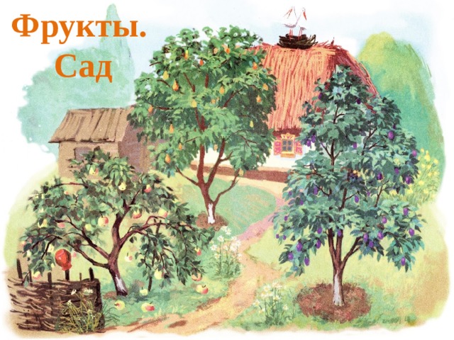 Фрукты.  Сад 