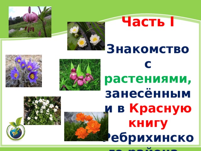  Часть I   Знакомство с растениями, занесёнными в Красную книгу Ребрихинского района.                   