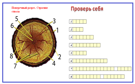 Древесина кроссворд. Кроссворд строение древесины. Кроссворд строение дерева. Кроссворд по технологии 5 класс пиломатериалы. Кроссворд по столярному делу 5 класс.