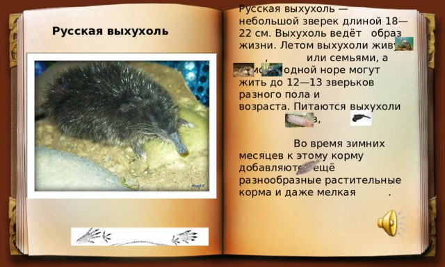 Русская выхухоль — небольшой зверек длиной 18—22 см. Выхухоль ведёт образ жизни. Летом выхухоли живут  , или семьями, а зимой в одной норе могут жить до 12—13 зверьков разного пола и возраста. Питаются выхухоли  жуков, . Во время зимних месяцев к этому корму добавляются ещё разнообразные растительные корма и даже мелкая . Русская выхухоль 