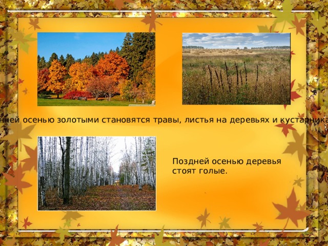 Ранней осенью золотыми становятся травы, листья на деревьях и кустарниках. Поздней осенью деревья стоят голые. 