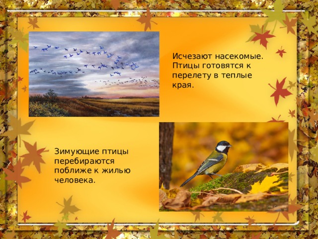 Исчезают насекомые. Птицы готовятся к перелету в теплые края. Зимующие птицы перебираются поближе к жилью человека. 