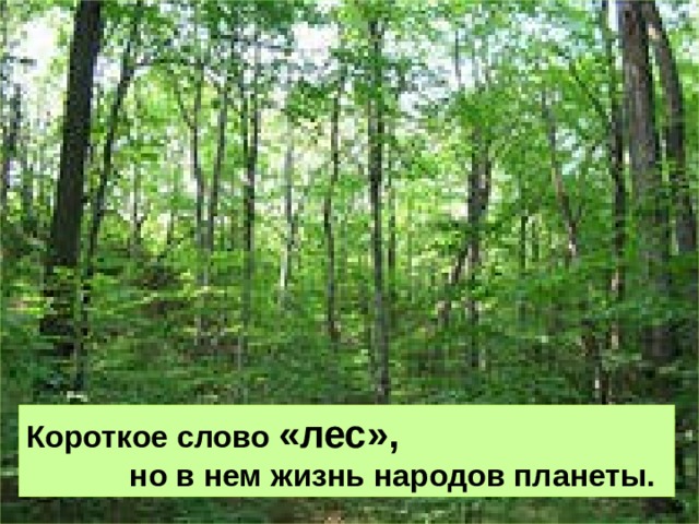 Короткое слово «лес»,   но в нем жизнь народов планеты. 