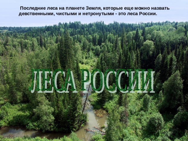  Последние леса на планете Земля, которые еще можно назвать девственными, чистыми и нетронутыми - это леса России. 
