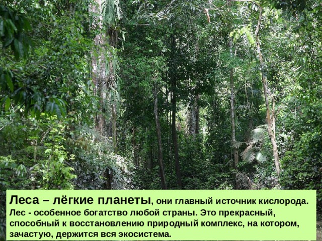 Леса – лёгкие планеты , они главный источник кислорода. Лес - особенное богатство любой страны. Это прекрасный, способный к восстановлению природный комплекс, на котором, зачастую, держится вся экосистема. 
