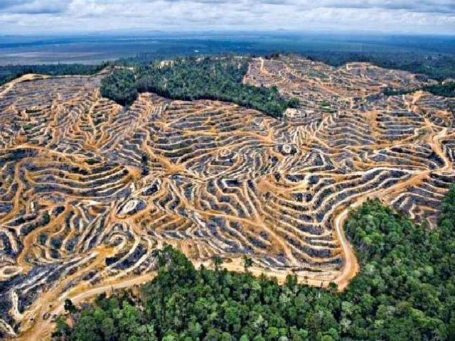 За последние 100 лет площадь тропических лесов сократилась в 2 раза ! 