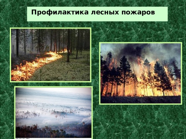  Профилактика лесных пожаров 