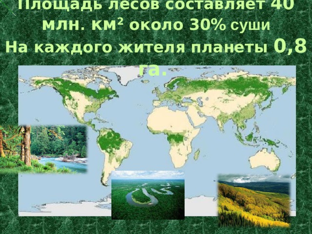 Площадь лесов составляет 40 млн . км 2 около 30% суши  На каждого жителя планеты 0,8 га.  