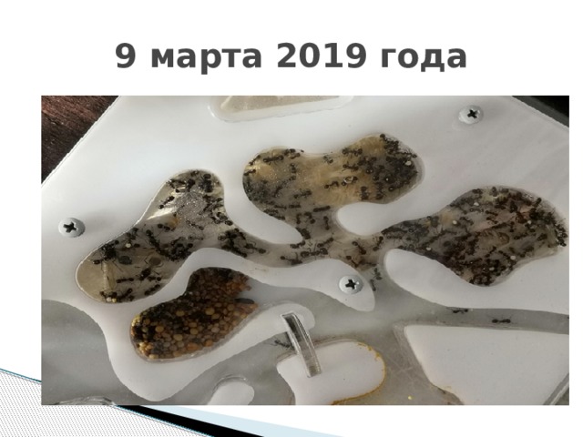 9 марта 2019 года 