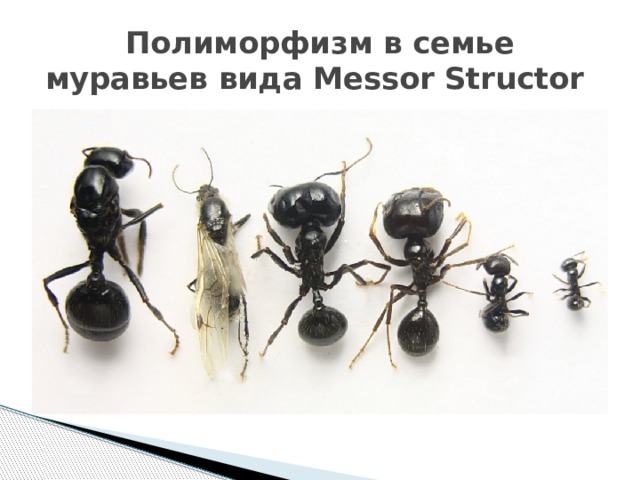 Полиморфизм в семье муравьев вида Messor Structor 