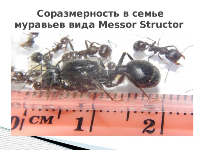 Соразмерность в семье муравьев вида Messor Structor 