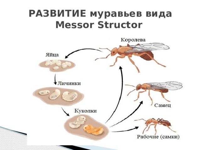 РАЗВИТИЕ муравьев вида Messor Structor 