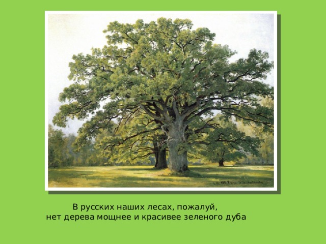 В русских наших лесах, пожалуй, нет дерева мощнее и красивее зеленого дуба 