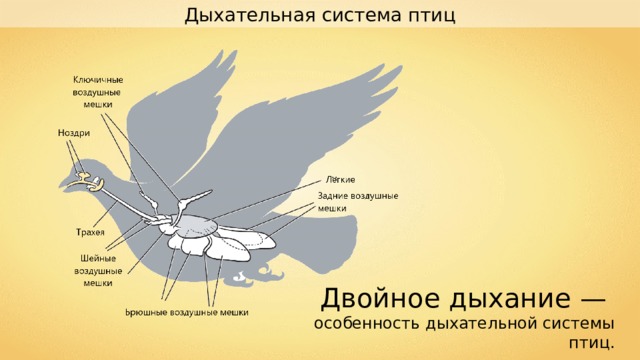 Дыхание птиц схема