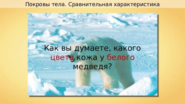 Покровы тела. Сравнительная характеристика Как вы думаете, какого цвета кожа у белого медведя? 