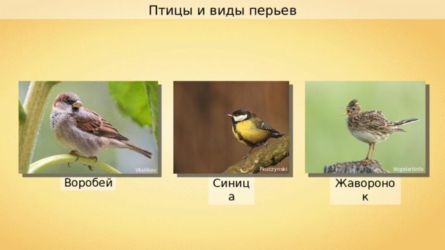 Птицы и виды перьев Pkuczynski Vogelartinfo Vkulikov Воробей Жаворонок Синица 