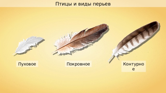 Птицы и виды перьев Контурное Пуховое Покровное 