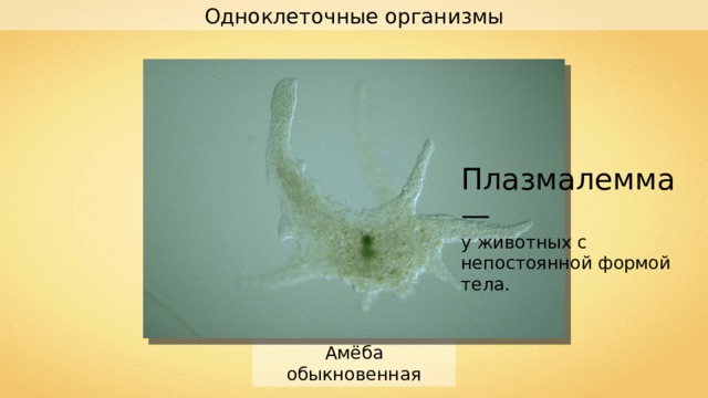 Одноклеточные организмы Плазмалемма — у животных с непостоянной формой тела. Амёба обыкновенная 