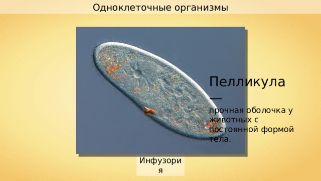 Одноклеточные организмы Пелликула — прочная оболочка у животных с постоянной формой тела. Инфузория 