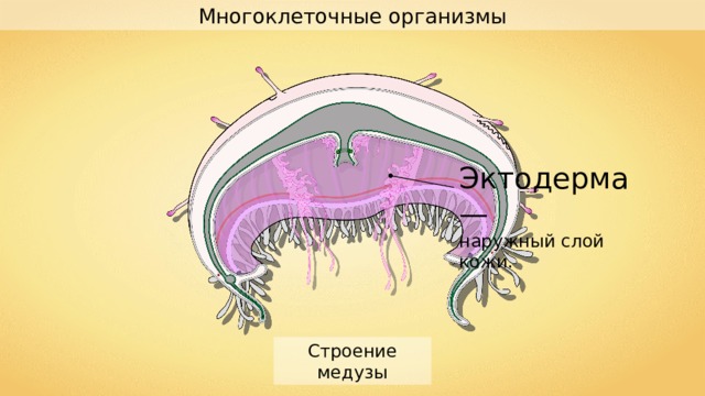 Многоклеточные организмы Эктодерма — наружный слой кожи. Строение медузы 