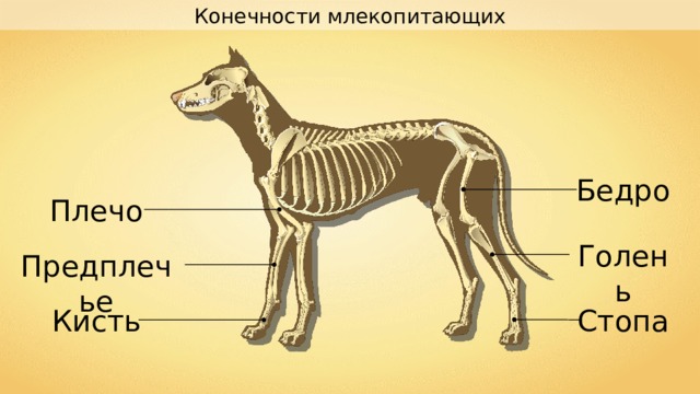 Опорно двигательная система животных презентация