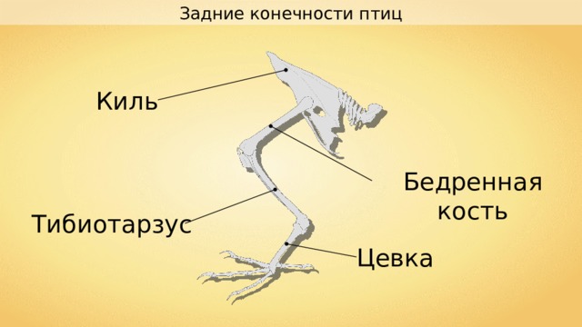 Скелет птицы цевка