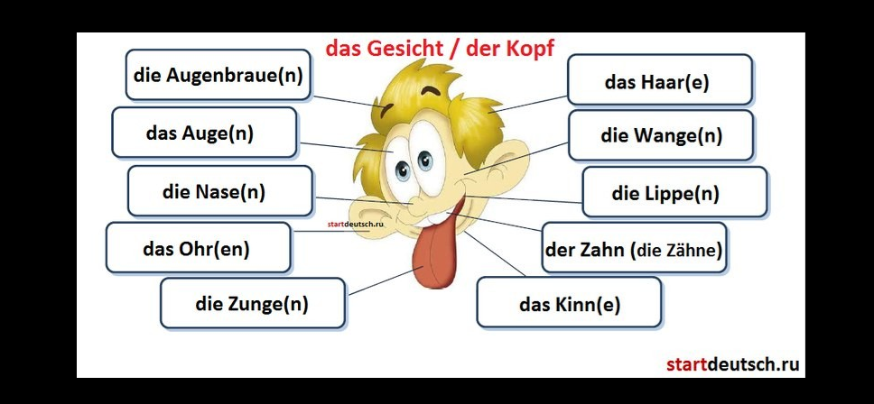 Части тела на немецком. Части тела на немецком языке. Части тела по немецкому языку. Части тела человека на немецком языке. Части тела на немецком языке картинки.