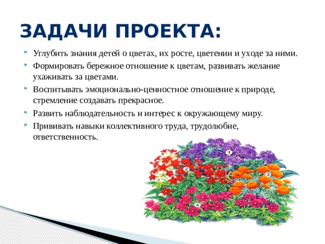 Задачи проекта: Углубить знания детей о цветах, их росте, цветении и уходе за ними. Формировать бережное отношение к цветам, развивать желание ухаживать за цветами. Воспитывать эмоционально-ценностное отношение к природе, стремление создавать прекрасное. Развить наблюдательность и интерес к окружающему миру. Прививать навыки коллективного труда, трудолюбие, ответственность. 